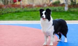 最聪明狗狗去世 最聪明狗狗去世